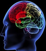 learn_movement_skull_interior_brain